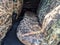 2023 Toyota Tacoma 4WD 4WD TRD Sport Double Cab 5' Bed V6 AT (Natl)